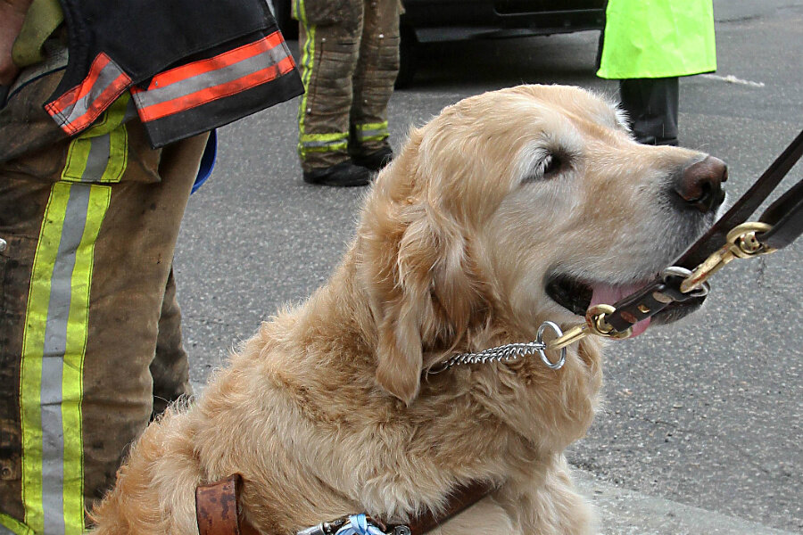 Golden retriever jumps in front of bus to protect blind owner